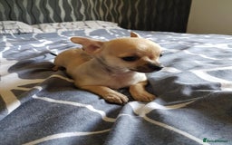 Chihuahua dogs for sale: Gorgeous Chihuahua puppies, ready now. - Image 7