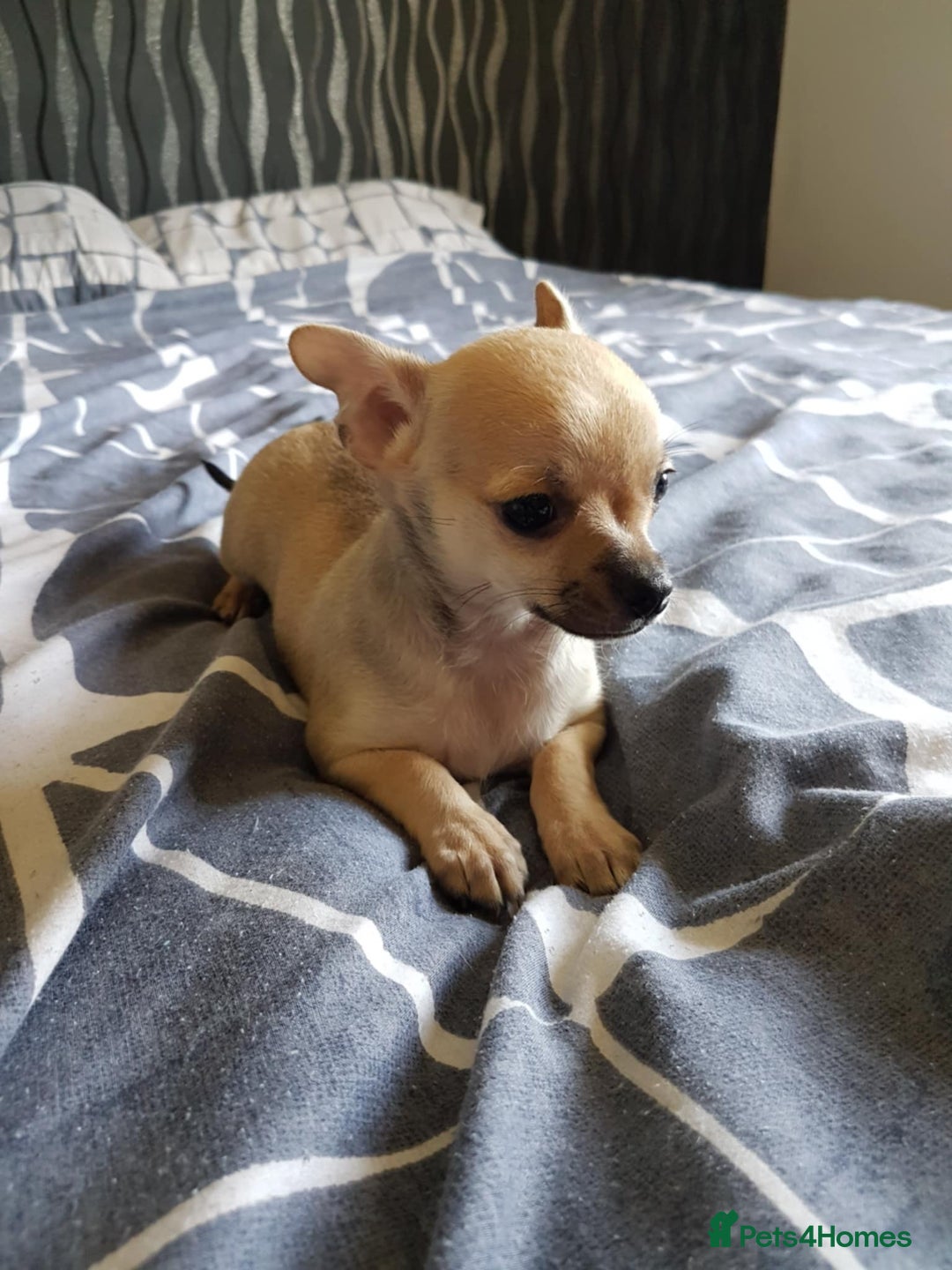 Chihuahua dogs for sale: Gorgeous Chihuahua puppies, ready now. - Image 7