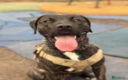 Mixed Breed dogs for sale: american akits cross cane corso pups for sale  - Image 2