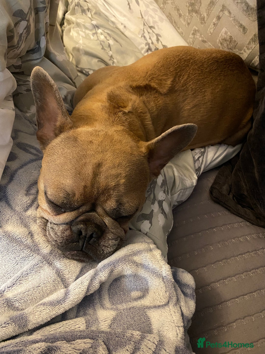 French Bulldog dogs for sale: Ready to leave - Advert 1