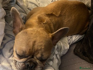 French Bulldog dogs for sale: Ready to leave - Advert 1