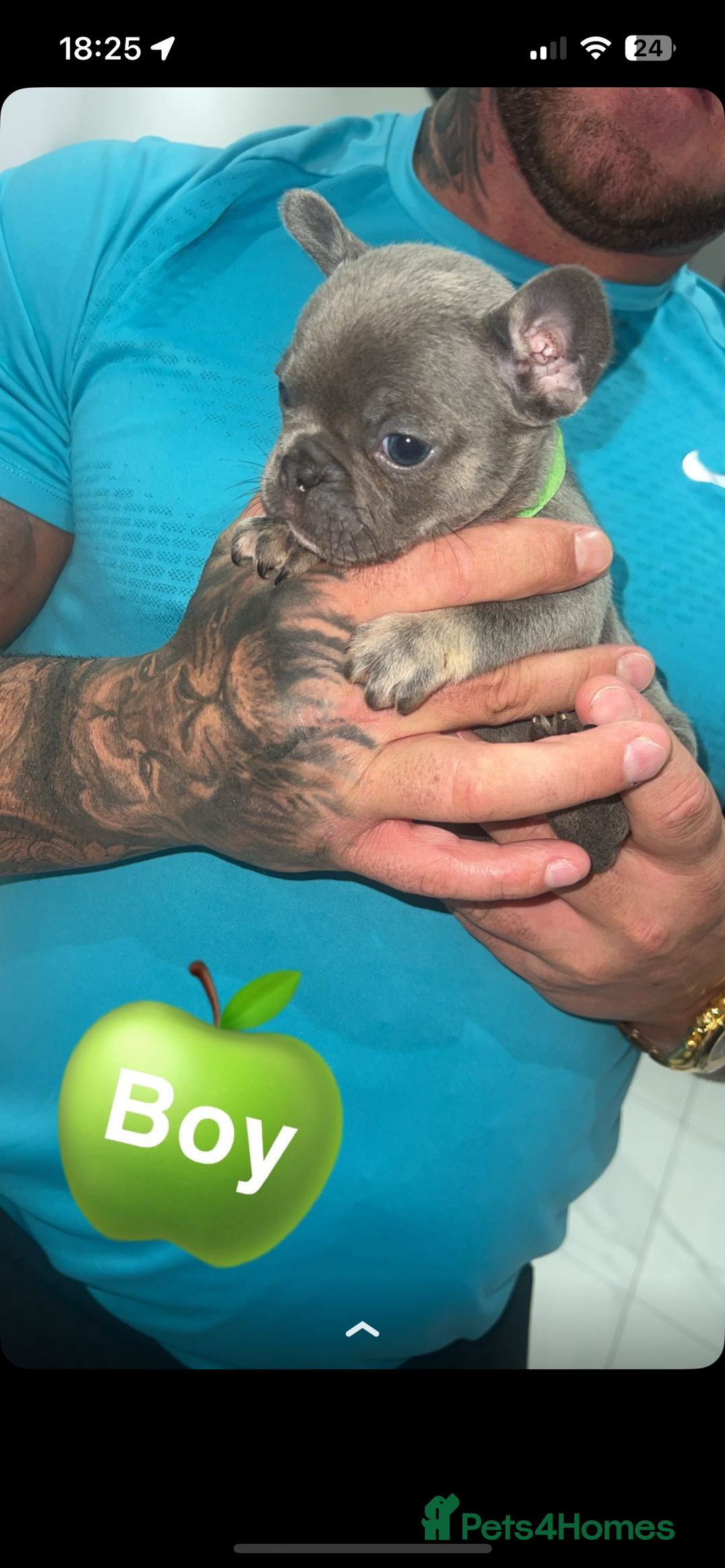 French Bulldog dogs for sale: French bulldogs  - Image 11