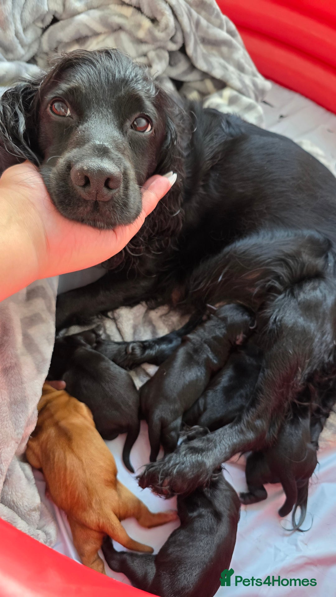 Cocker Spaniel dogs for sale: Cocker Spaniel pups - Image 10