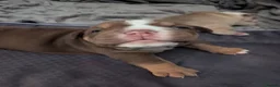 Olde English Bulldogge dogs for sale: Impeccable olde English bulldog  - Advert 15