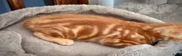 Mixed Breed cats for sale: Gorgeous kittens  - Advert 9