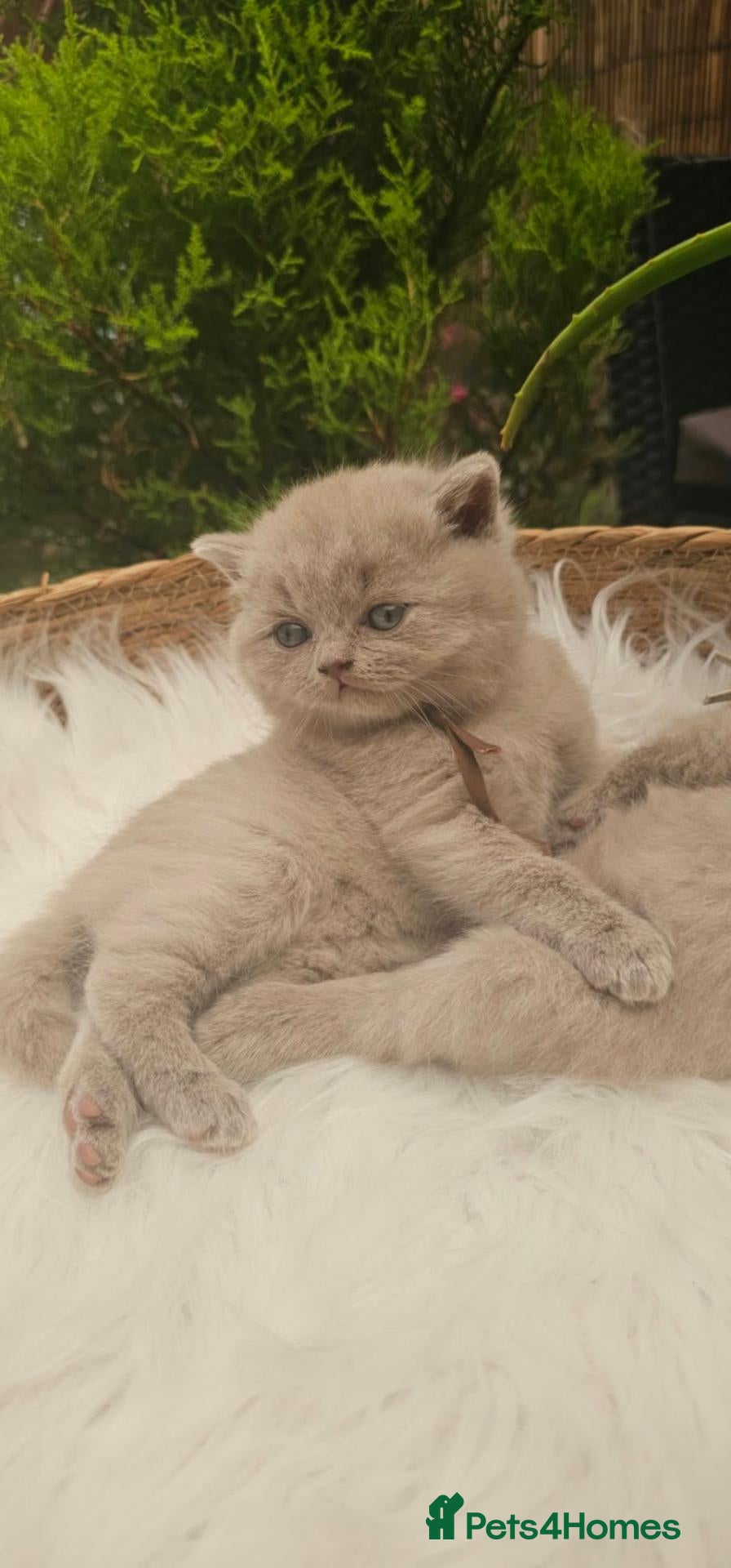 British Shorthair cats British Shorthair Male Kittens - Advert 2