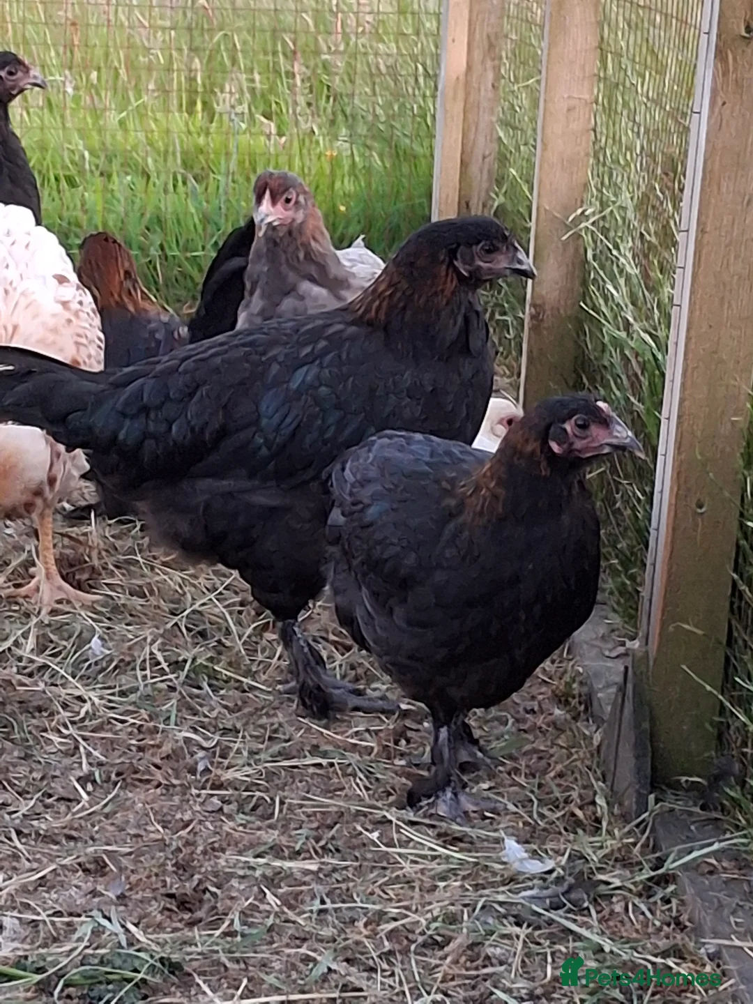 Chickens poultry for sale: Black copper marans and Red Dorkings - Advert 6