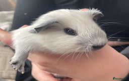 Guinea Pig rodents for sale: Two Female baby Californian point guineas - Image 8