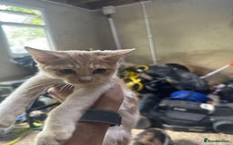 Mixed Breed cats for sale: Mix breed male kittens for sale  - Image 2