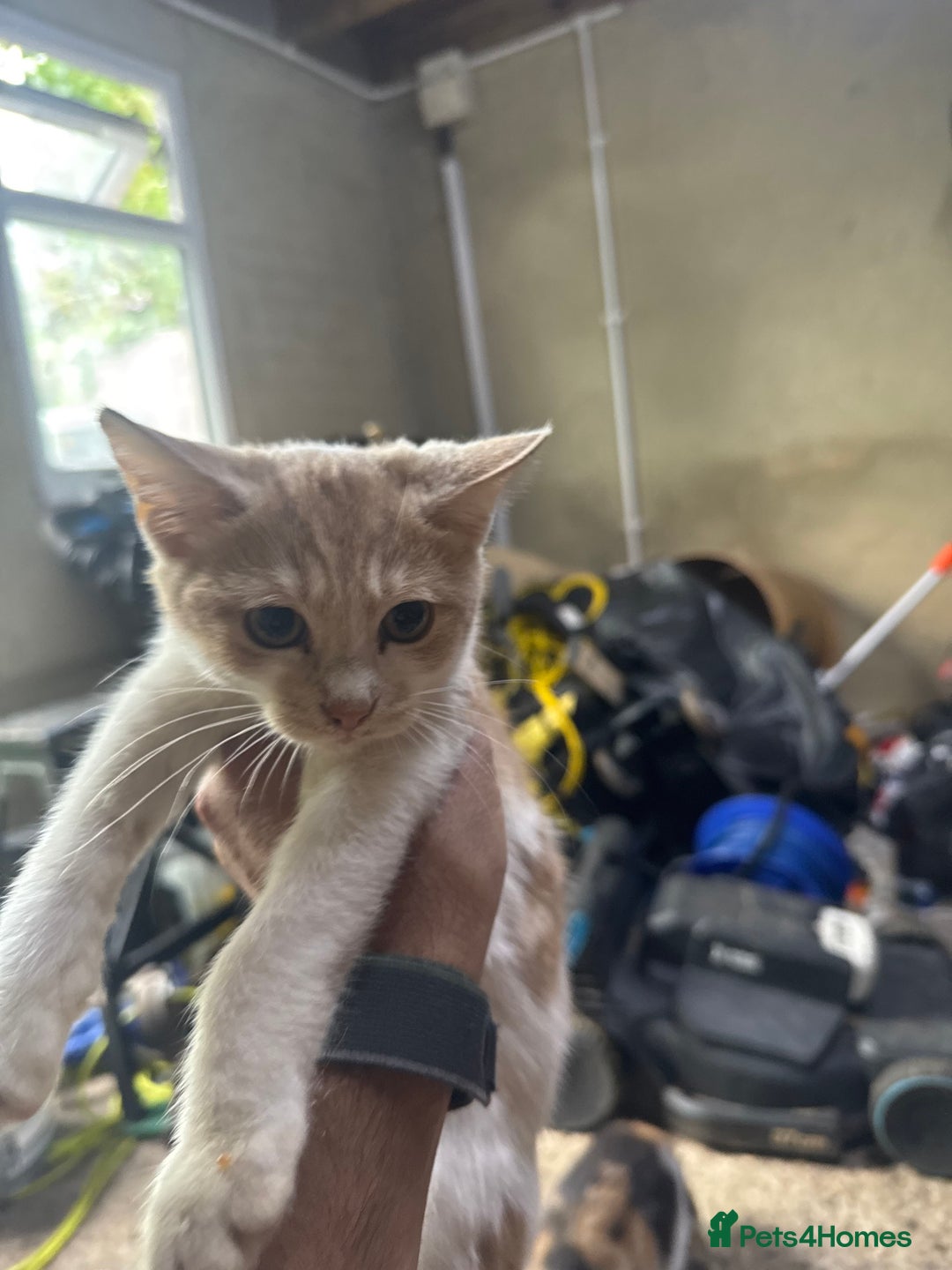 Mixed Breed cats for sale: Mix breed male kittens for sale  - Image 2