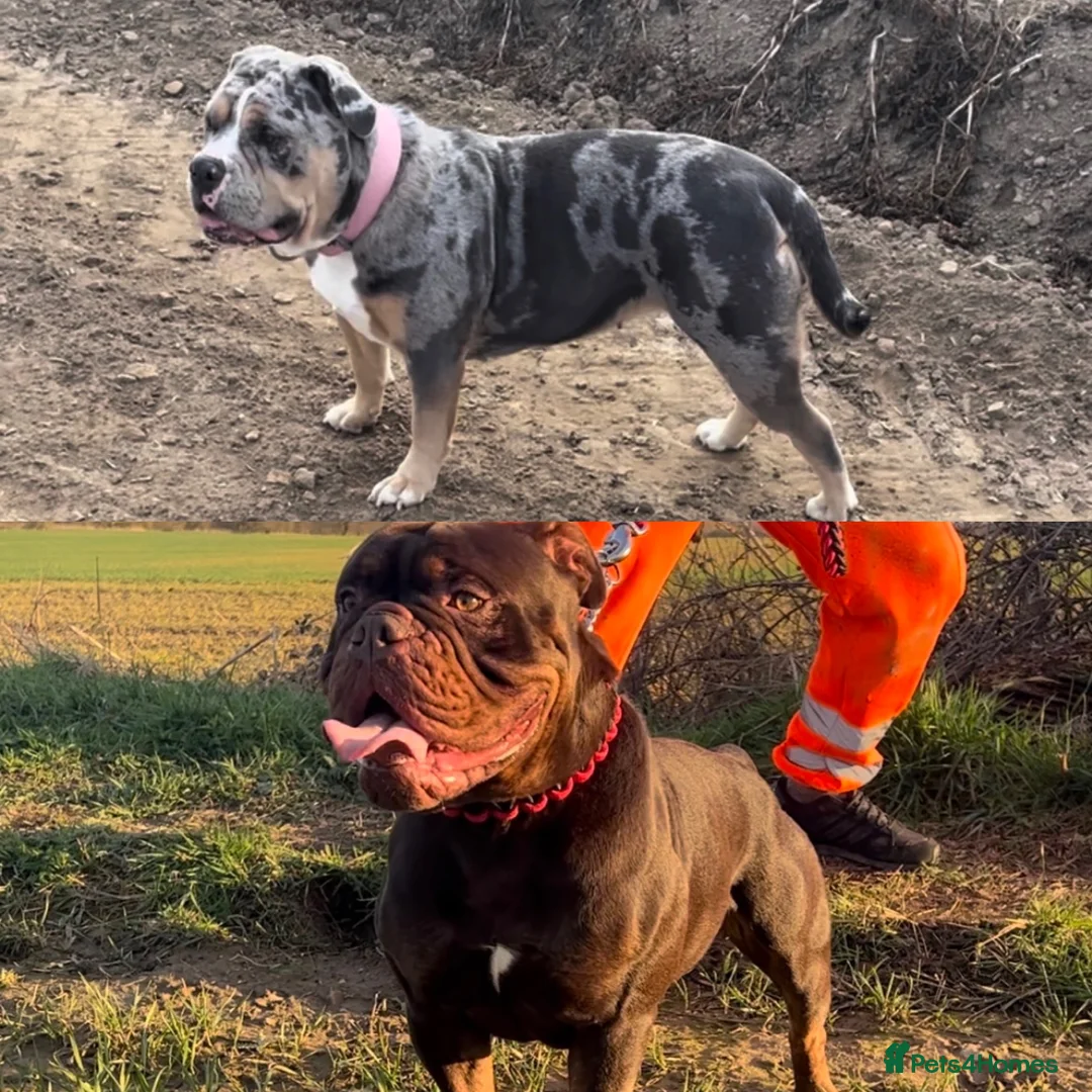 Olde English Bulldogge dogs for sale: 🔥Olde English bulldog puppies 🔥 - Advert 28