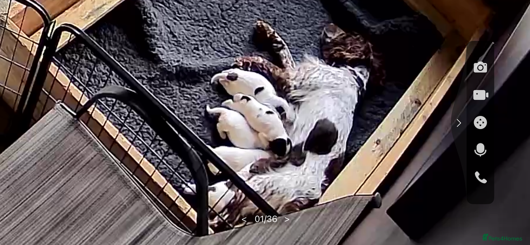 Sprocker dogs for sale: Beautiful Sprocker Spaniel Puppies  - Advert 2