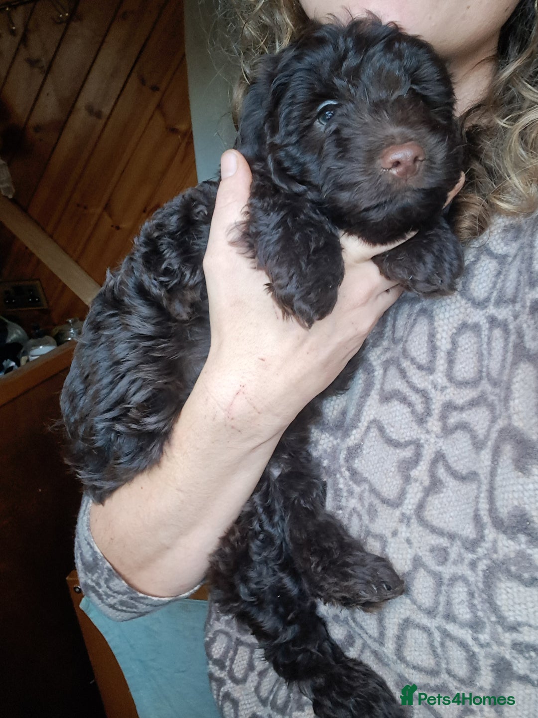 Cockapoo dogs for sale: Toy F1 Cockerpoo last chocolate boy  - Advert 35