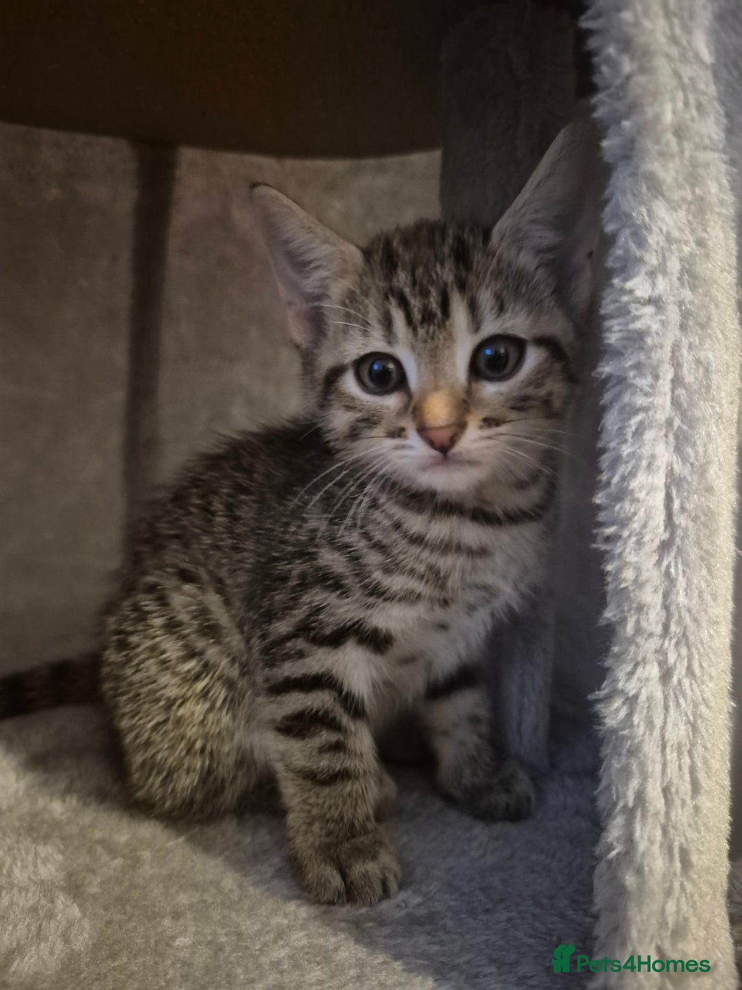 Mixed Breed cats for sale: 4 adorable kittens - Image 7