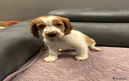 Welsh Springer Spaniel dogs for sale: Beautiful Welsh springer spaniel boy puppy - Image 1