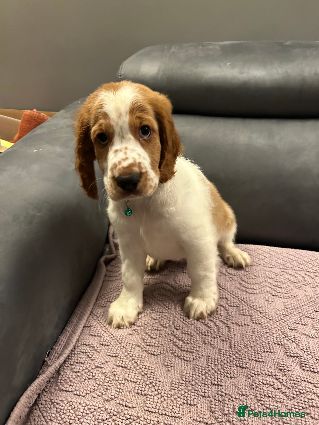 Welsh Springer Spaniel dogs for sale: Beautiful Welsh springer spaniel boy puppy - Image 1