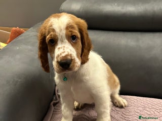 Welsh Springer Spaniel dogs - Advert 5