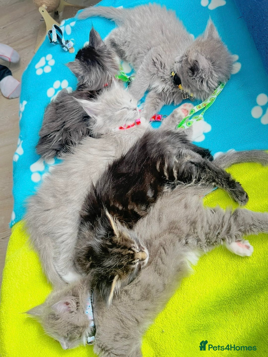 Maine Coon cats for sale: 5 Generation pedigree BLACK SMOKE kittens  - Image 39