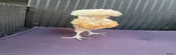 Chickens poultry for sale: Polish bantams - Advert 3