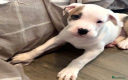 Mixed Breed dogs for sale: READY TO LEAVE! Presa X Doberman- 4 remaining!! - Advert 7