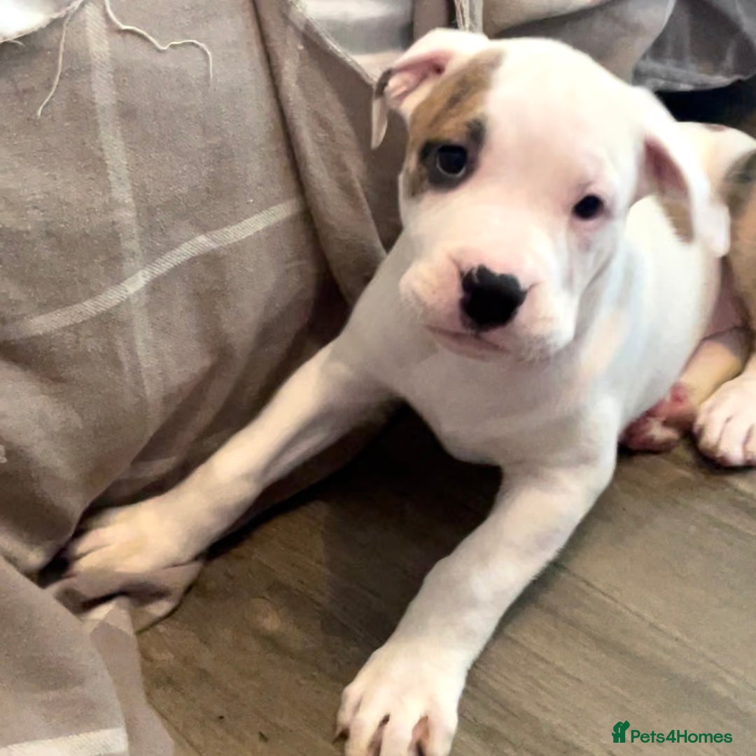 Mixed Breed dogs for sale: READY TO LEAVE! Presa X Doberman- 4 remaining!! - Advert 7