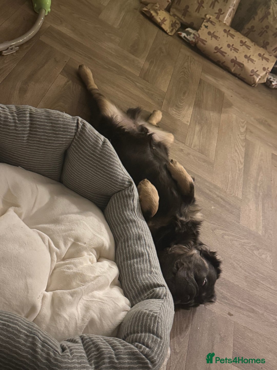 French Bulldog dogs for sale: Rope French bulldog  - Advert 2