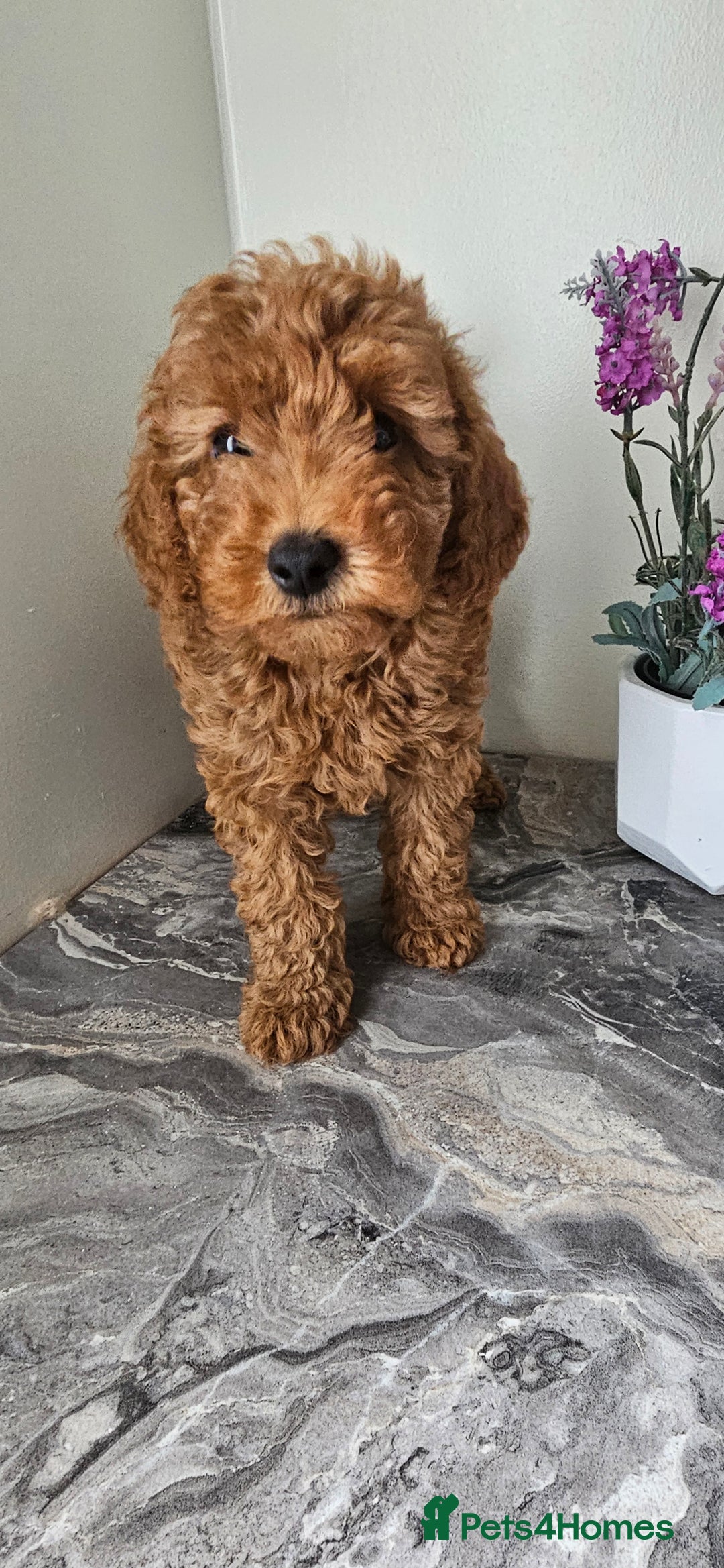 Toy Poodle dogs for sale: Beautiful Red Toy Poodle Puppies - Image 32