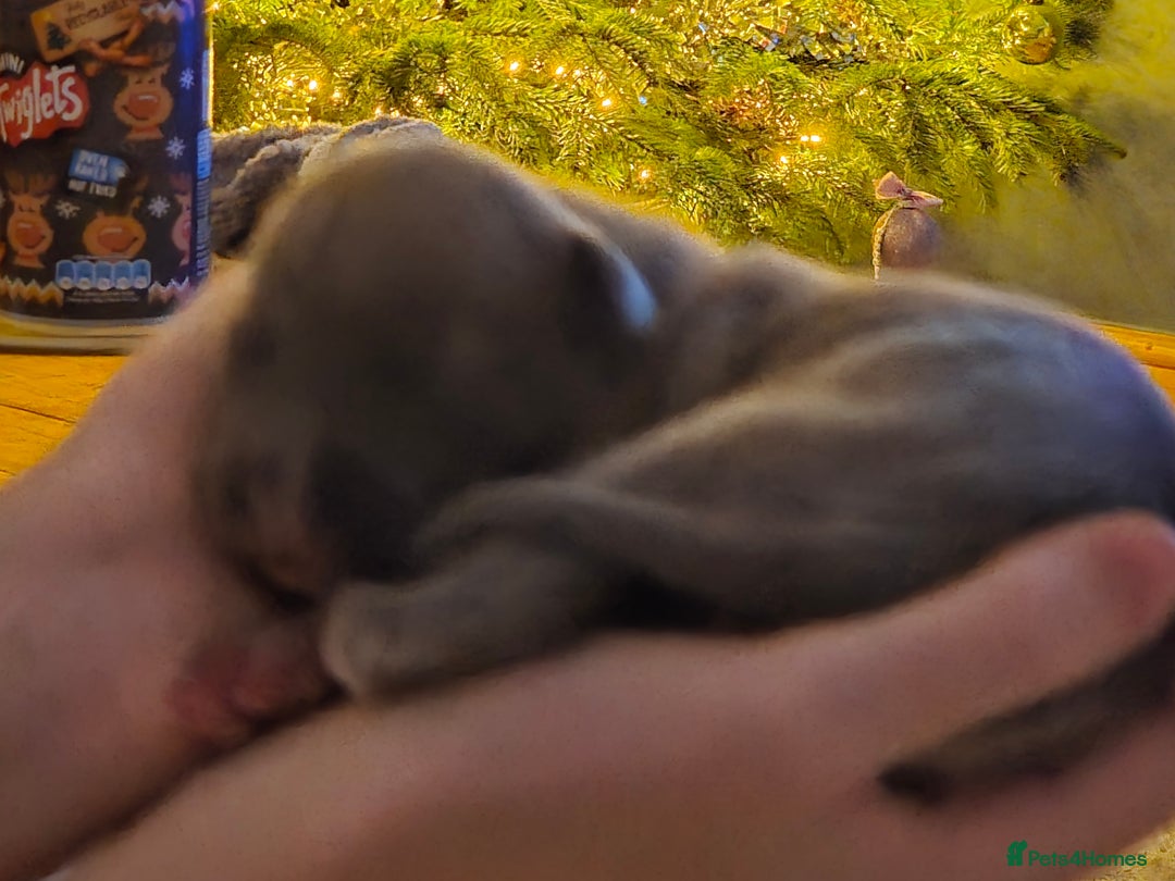 Whippet dogs for sale: Gorgeous kc registered whippet puppies  - Advert 10