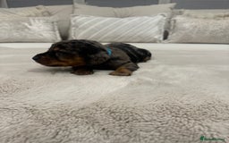 Dachshund dogs for sale: dachshund pups dapple and black & tan - Advert 21