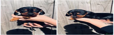 Dachshund Puppy 3