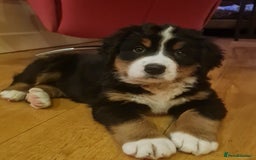 Bernese Mountain Dog dogs for sale: STUNNING BERNESE MOUNTAIN PUPPIES  - Image 2