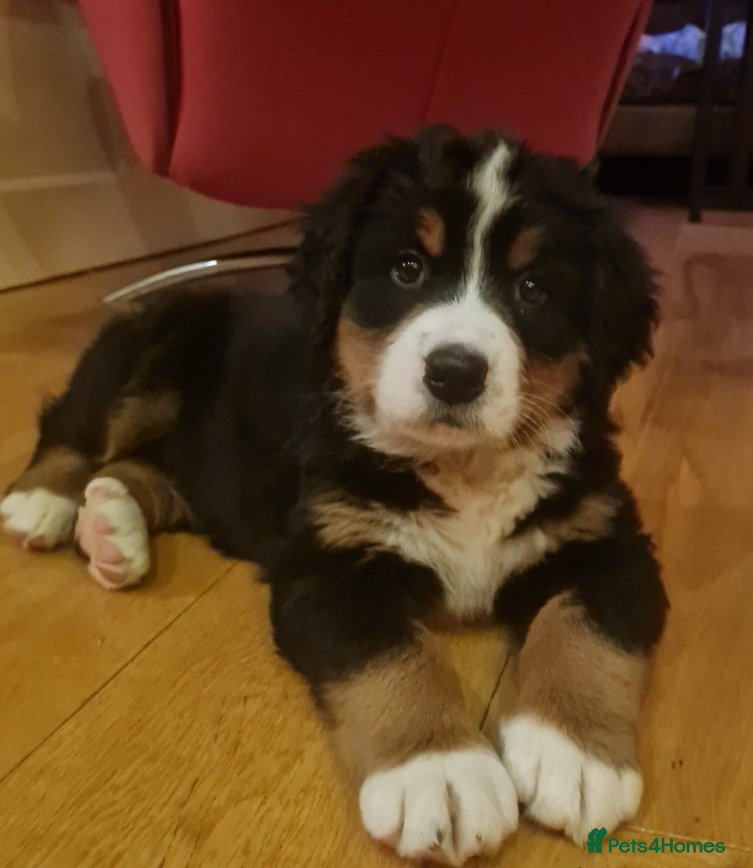Bernese Mountain Dog dogs for sale: STUNNING BERNESE MOUNTAIN PUPPIES  - Image 2