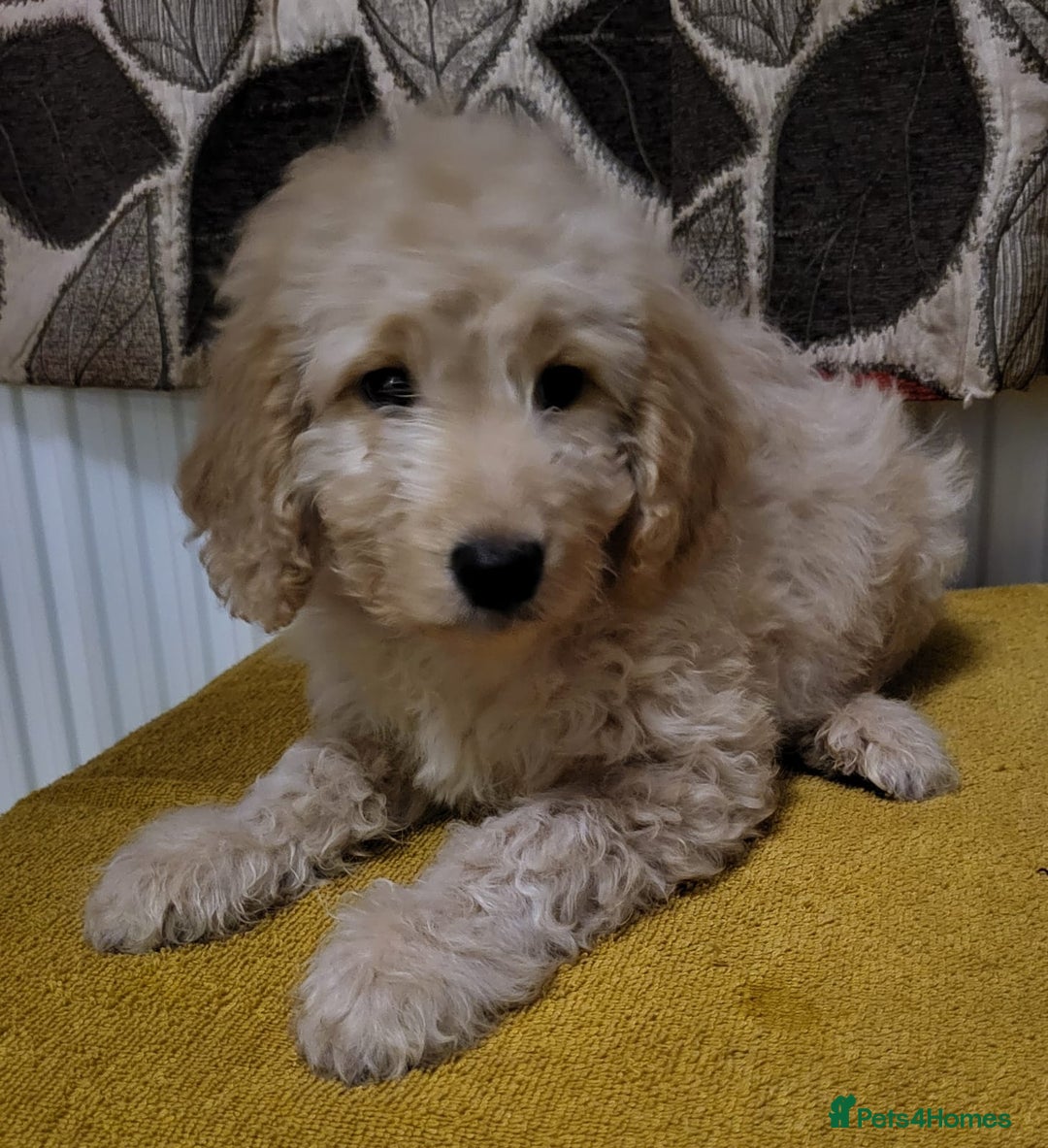 Mixed Breed dogs for sale: Cockapoo cross puppies  - Image 2