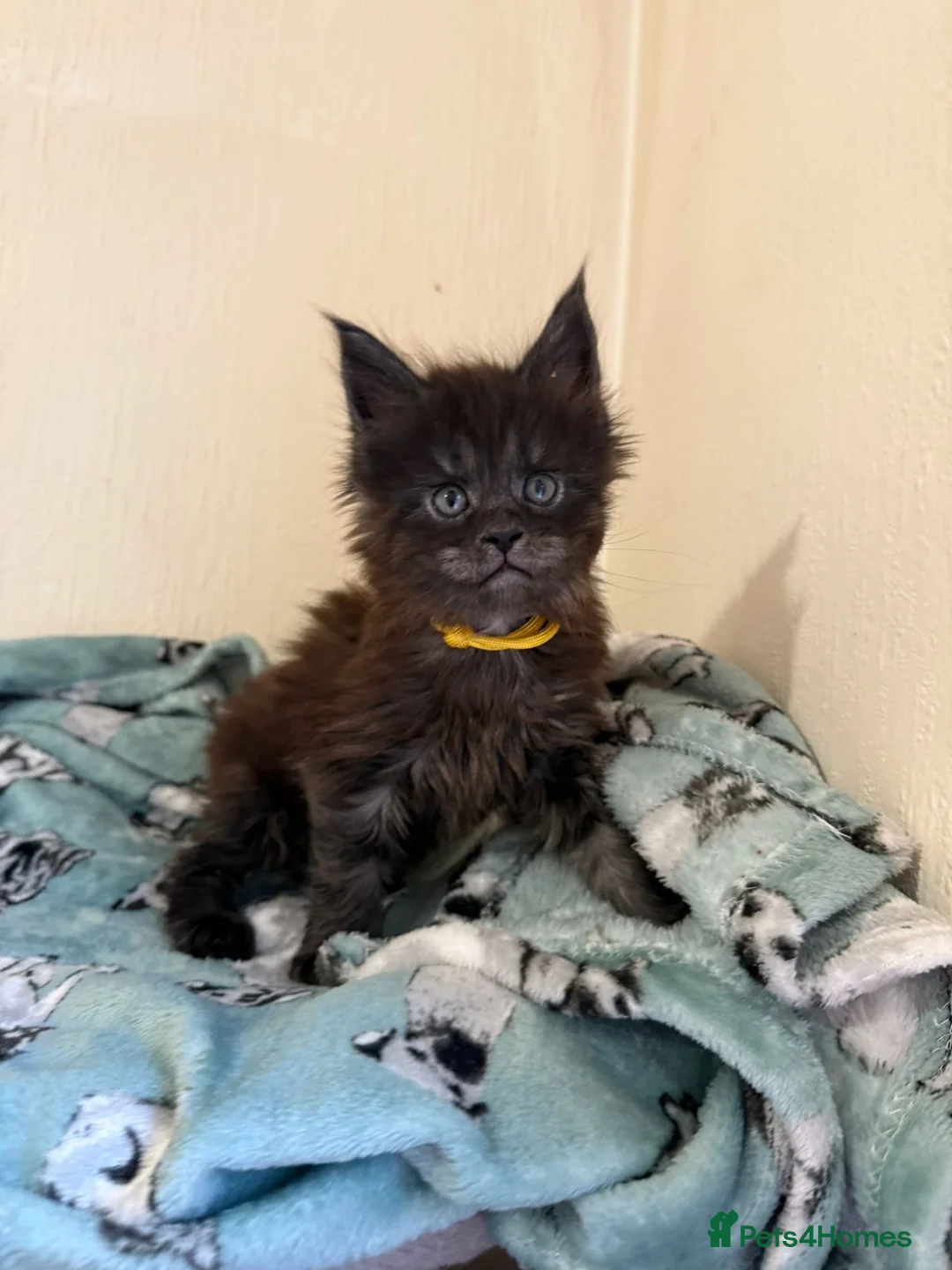 Maine Coon cats for sale: Pedigree Tica Russian Import line Maine Coons - Advert 5