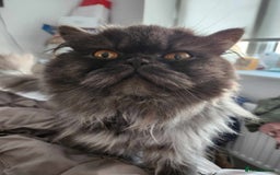Persian cats for sale: Stunning Persian kittens ready 21st August - Image 13