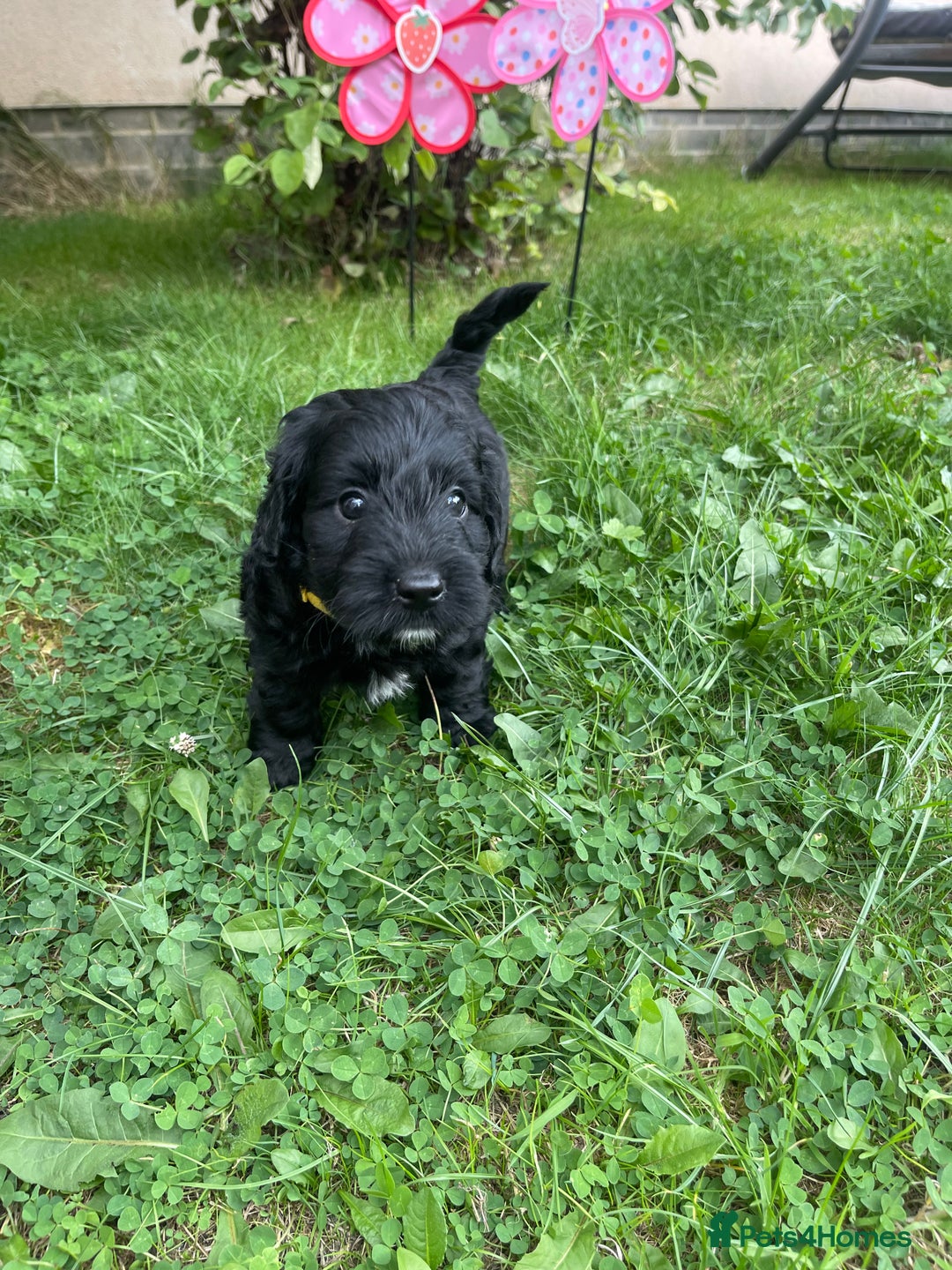 Cockapoo dogs for sale: F1B Cockapoo puppies  - Image 5