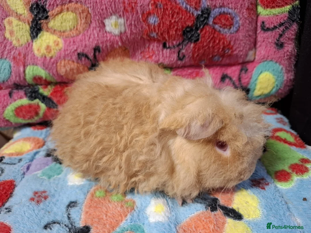Guinea Pig rodents for sale: Baby Longhaired Boars /Merino/ Teddy/Goldens  - Advert 8