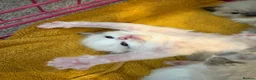 Ragdoll cats for sale: Male ragdoll - Advert 3