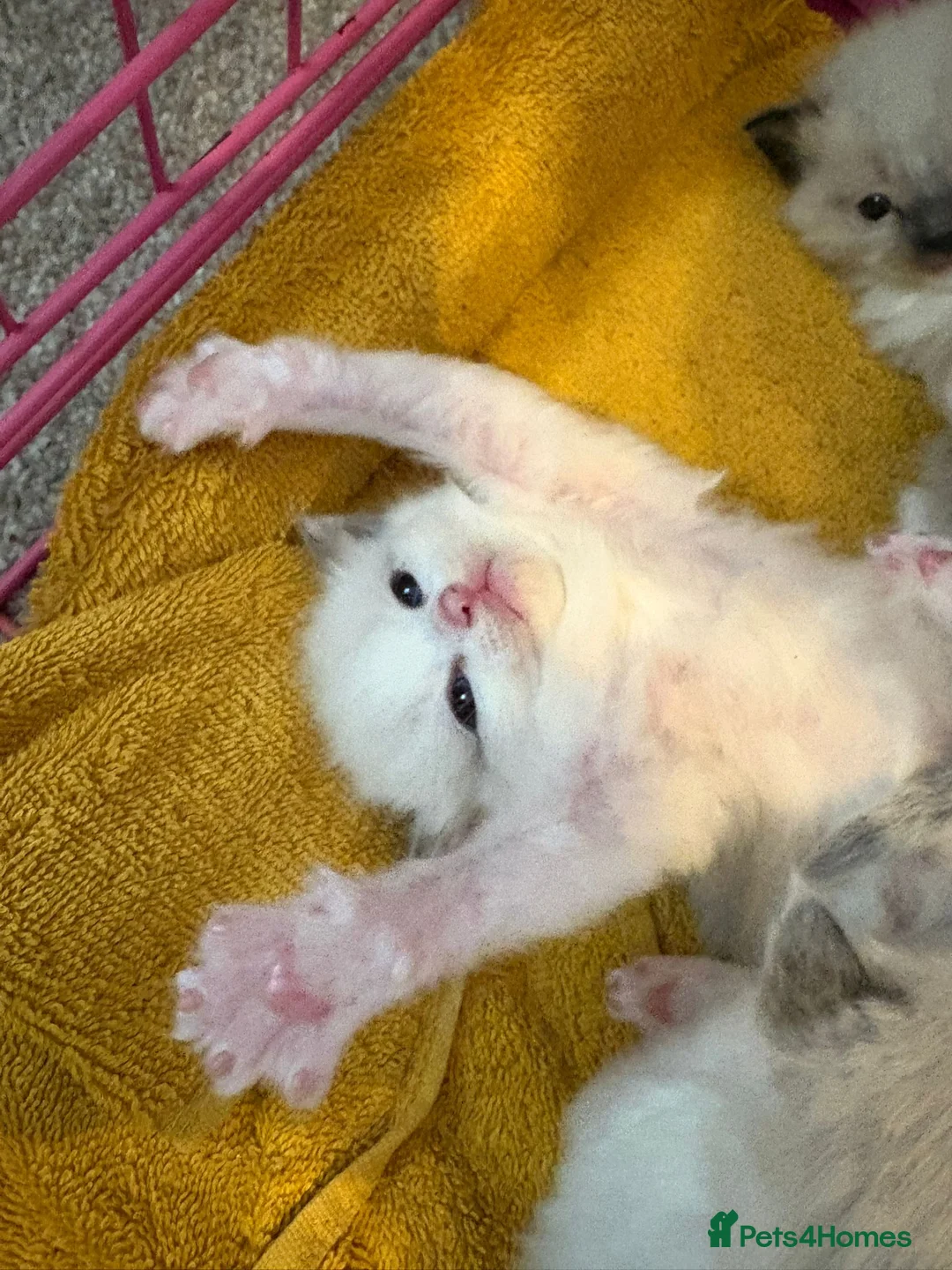 Ragdoll cats for sale: Male ragdoll - Advert 3