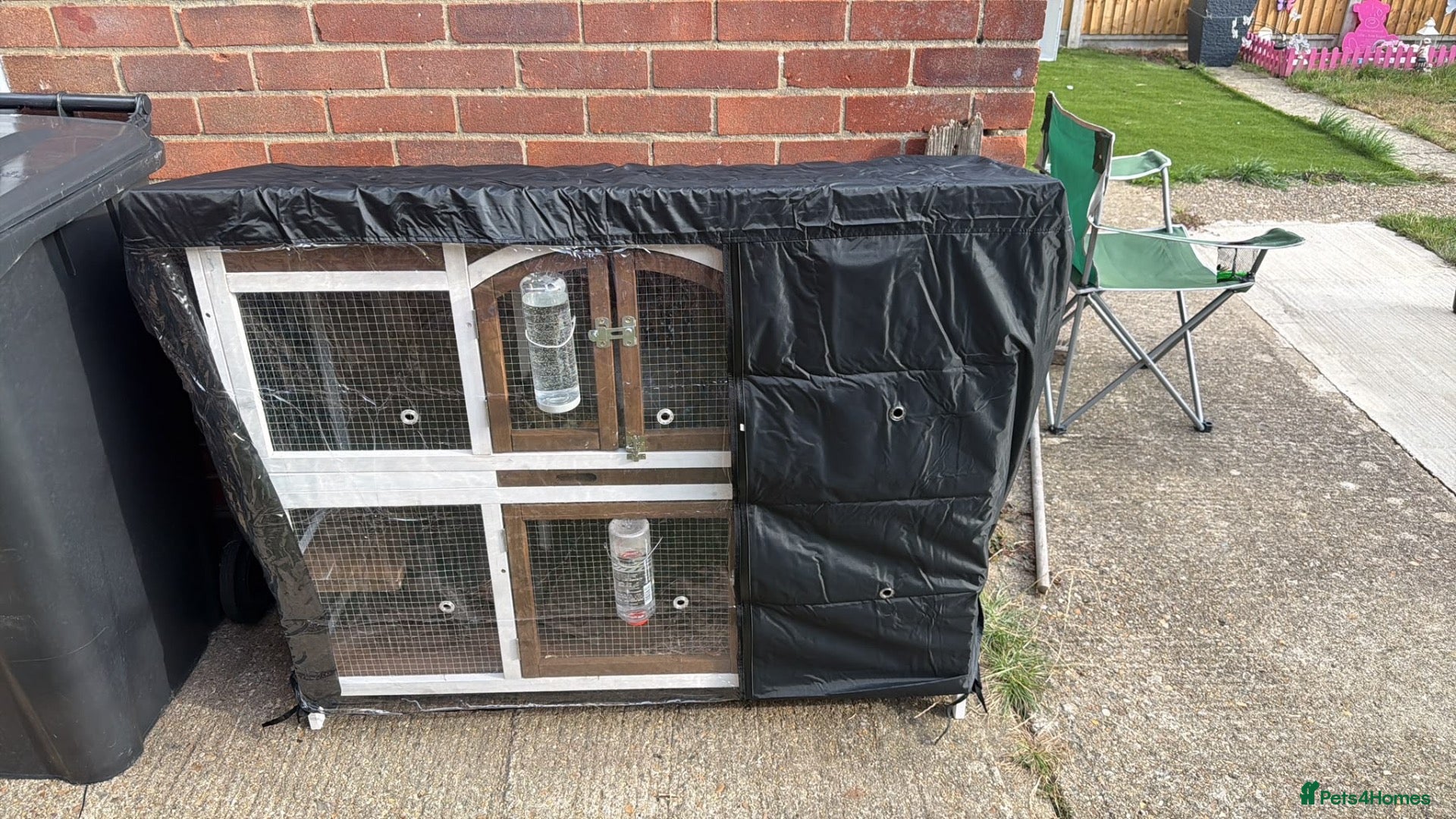 Mini Lop rabbits 2 Female mini lob rabbits - Advert 2