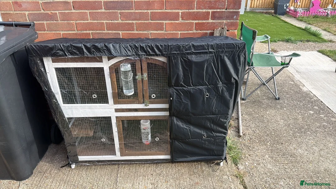 Mini Lop rabbits for sale: 2 Female mini lob rabbits - Advert 1