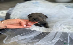 Staffordshire Bull Terrier dogs for sale: 🔷 Pharaon Champion Line Pups 🔷 in Wolverhampton - Image 10
