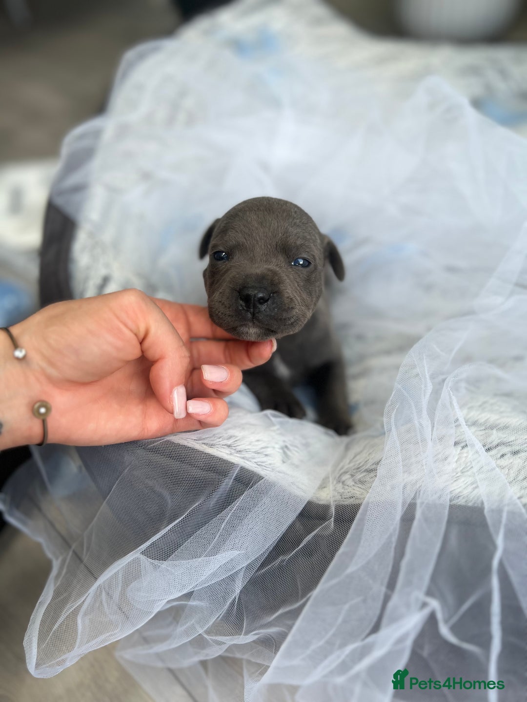 Staffordshire Bull Terrier dogs for sale: 🔷 Pharaon Champion Line Pups 🔷 in Wolverhampton - Image 10