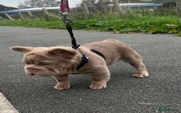 French Bulldog dogs for sale: 2 fluffy French Bulldogs puppies left - Image 8