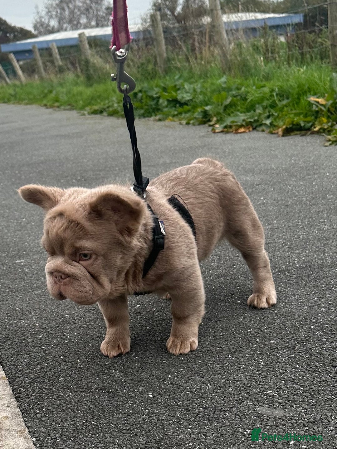 French Bulldog dogs for sale: 2 fluffy French Bulldogs puppies left - Image 8