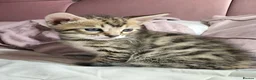 Bengal cats for sale: Little Bengal kittens - Advert 13