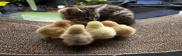 Chickens poultry for sale: 💕4 little Pekin Chicks (must go together)💕 - Advert 6