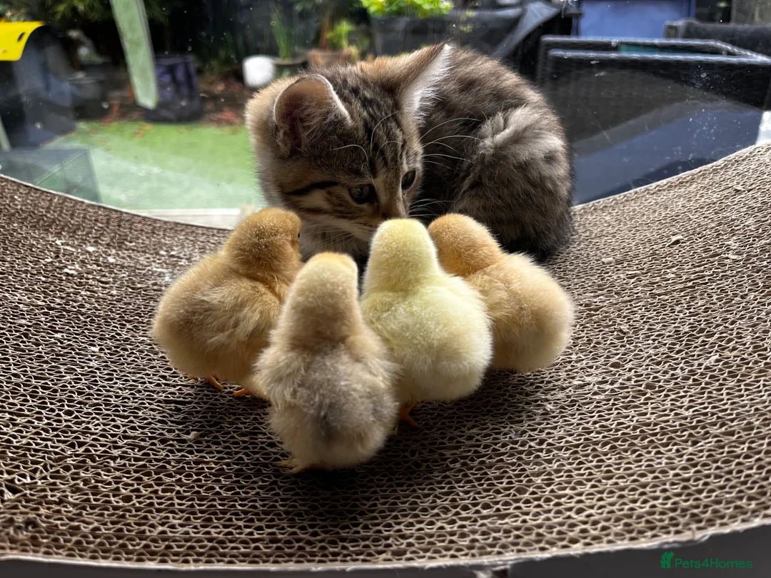 Chickens poultry for sale: 💕4 little Pekin Chicks (must go together)💕 - Advert 6