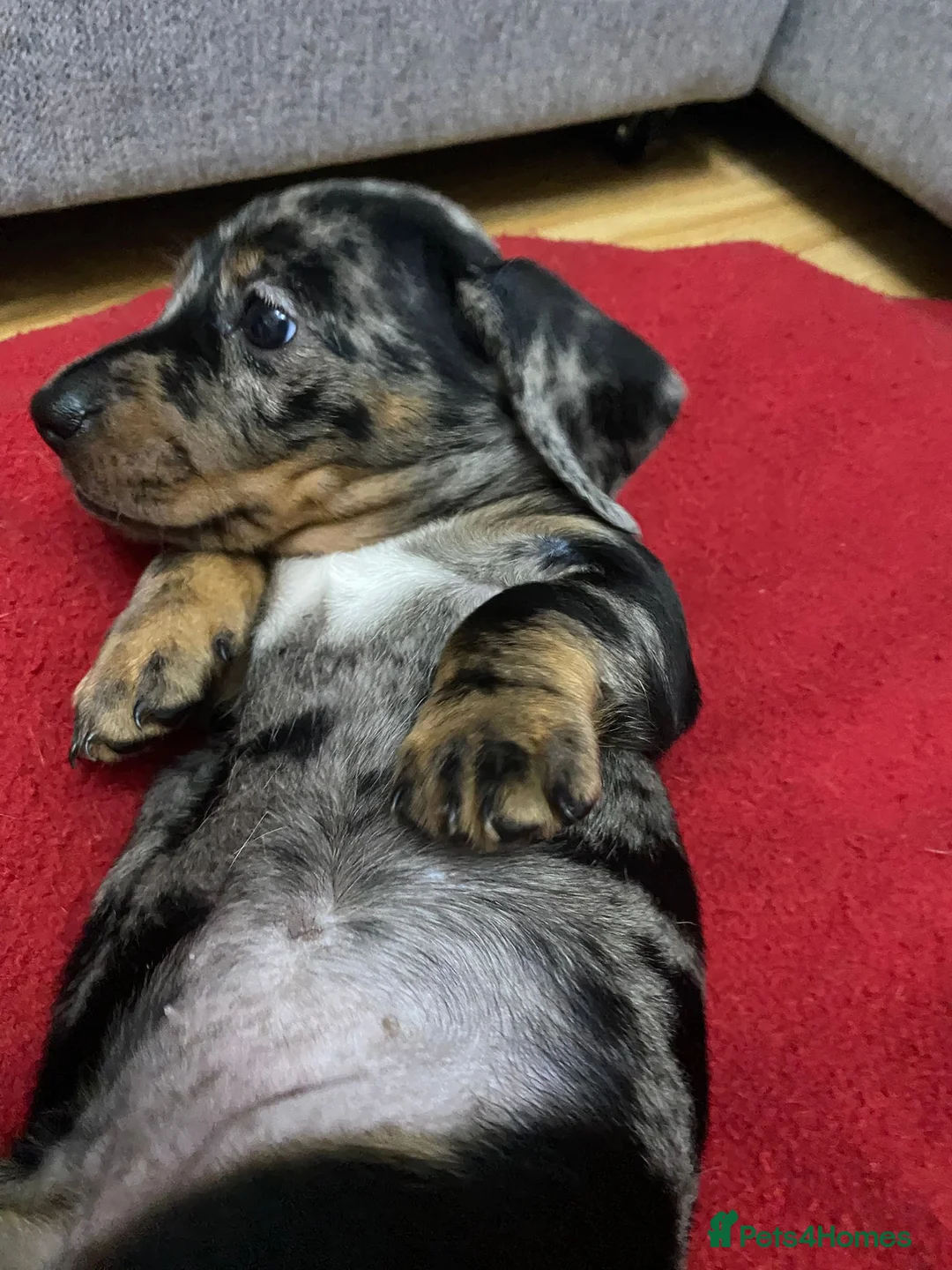 Miniature Dachshund dogs for sale: Beautiful Daches  - Advert 5