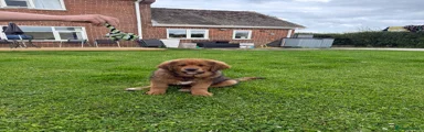 Tibetan Mastiff 